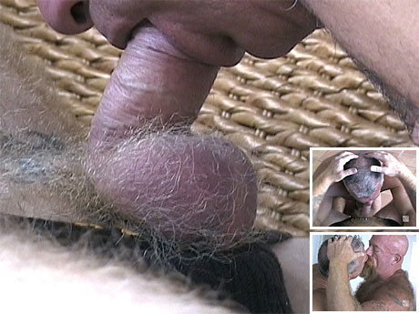 gay bears pics